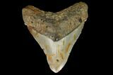 Fossil Megalodon Tooth - North Carolina #124974-1